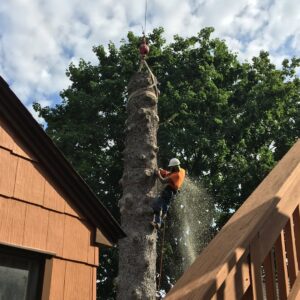 Business queued-photos - Rick’s Expert Tree Service, Inc