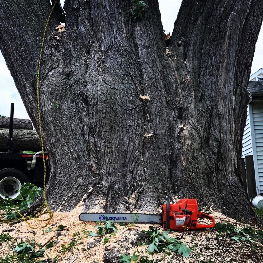Business queued-photos - Rick’s Expert Tree Service, Inc