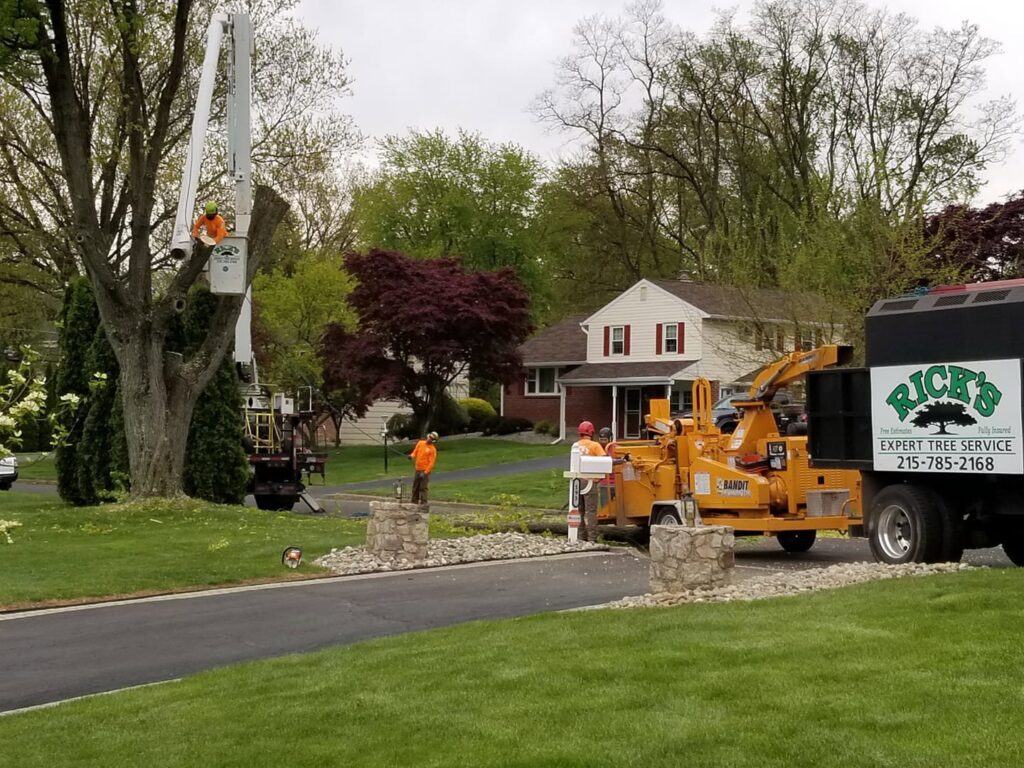 Business queued-photos - Rick’s Expert Tree Service, Inc