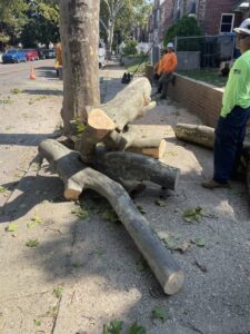 Business queued-photos - Rick’s Expert Tree Service, Inc