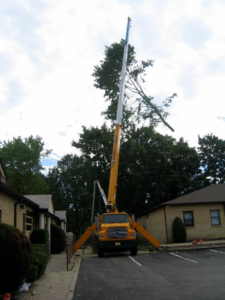 Business queued-photos - MGC Landscaping & Tree Service