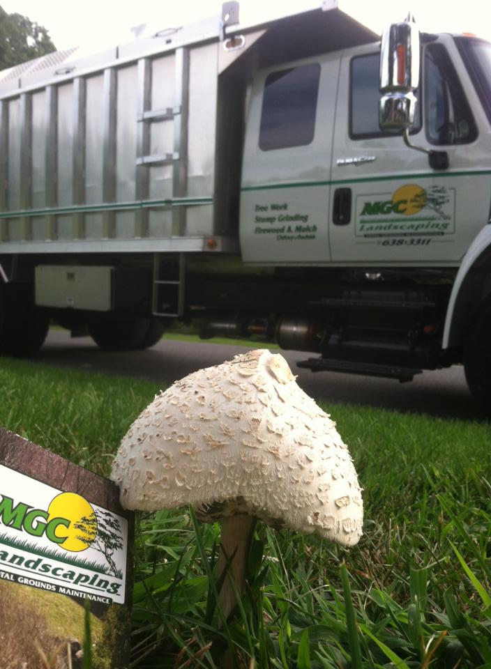 Business queued-photos - MGC Landscaping & Tree Service