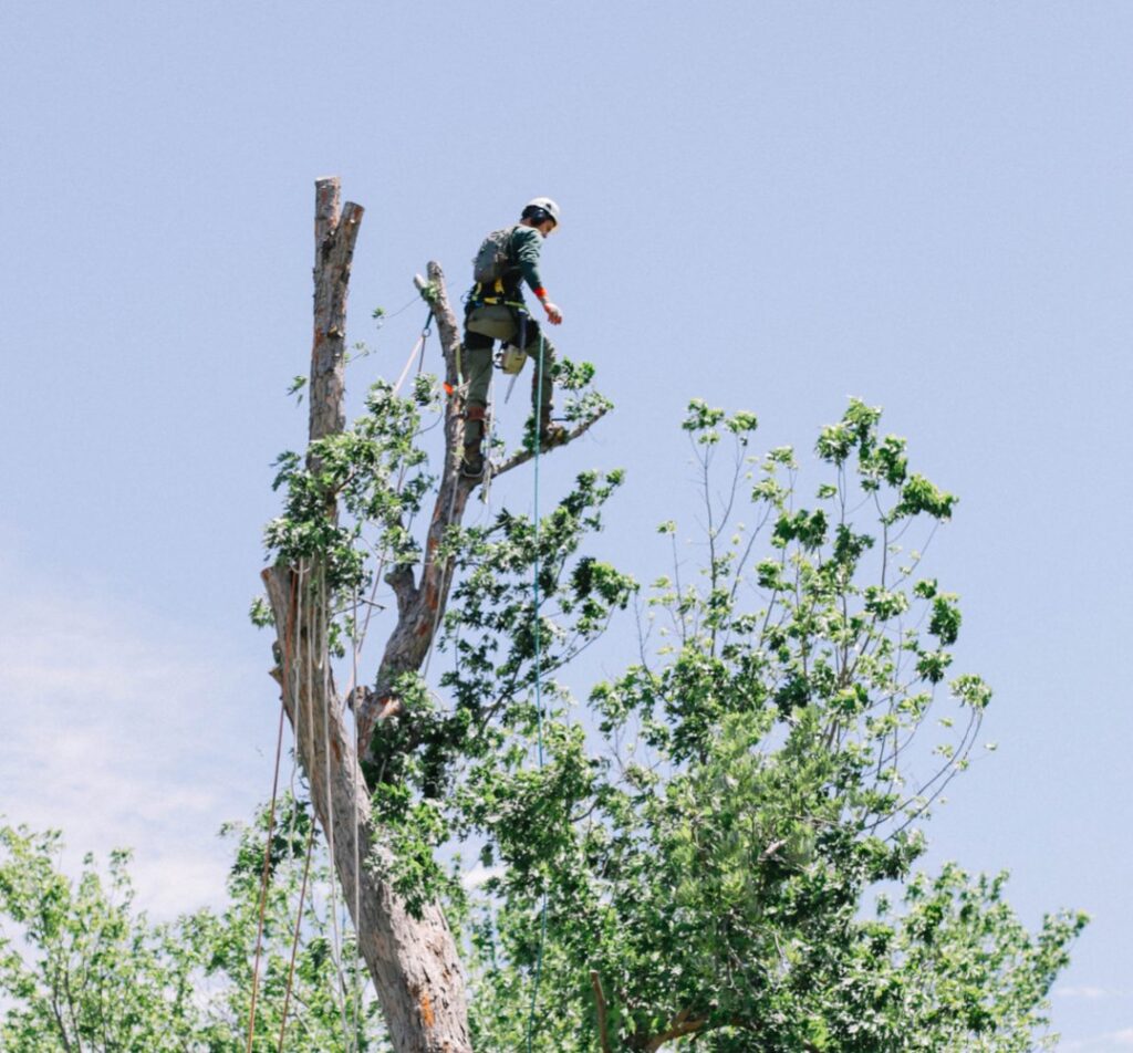 Business queued-photos - Epy tree service and landscaping