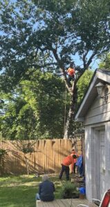 Business queued-photos - Epy tree service and landscaping