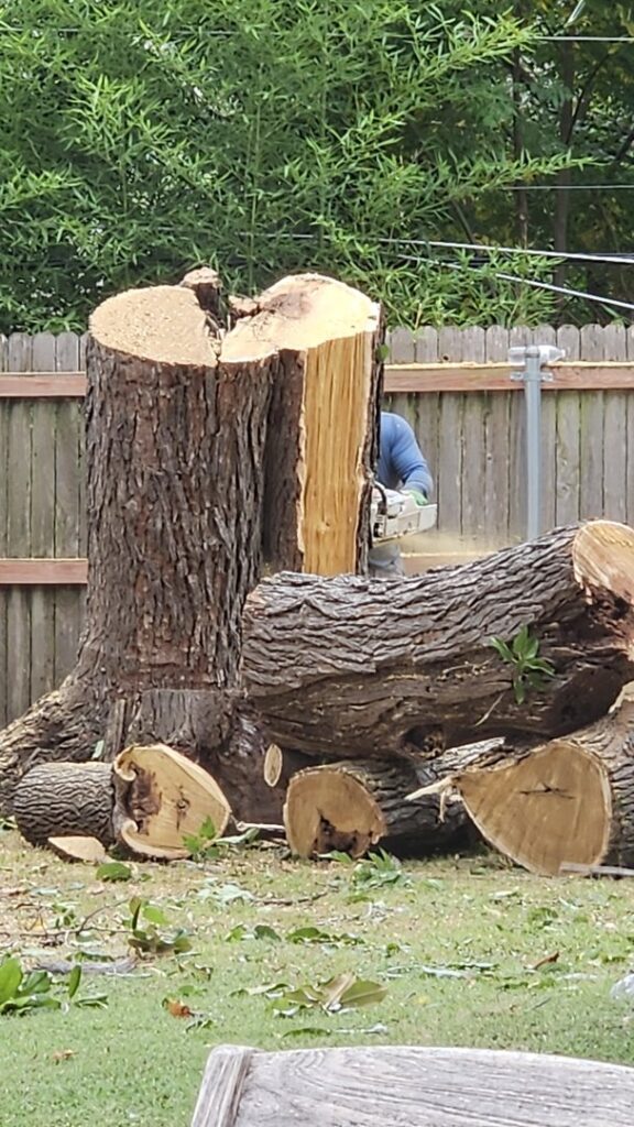 Business queued-photos - Epy tree service and landscaping