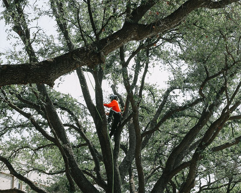 Business queued-photos - Epy tree service and landscaping