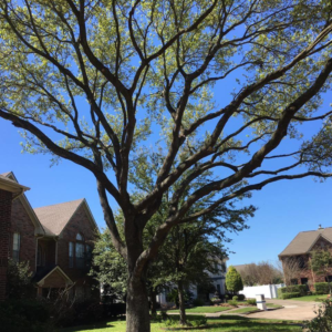 Business queued-photos - Jasso Tree Trimming LLC