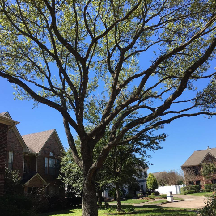 Business queued-photos - Jasso Tree Trimming LLC