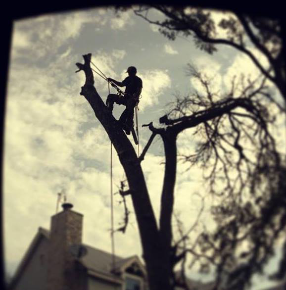 Business queued-photos - Alex’s Tree Sevices