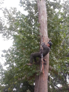 Business queued-photos - Alex’s Tree Sevices