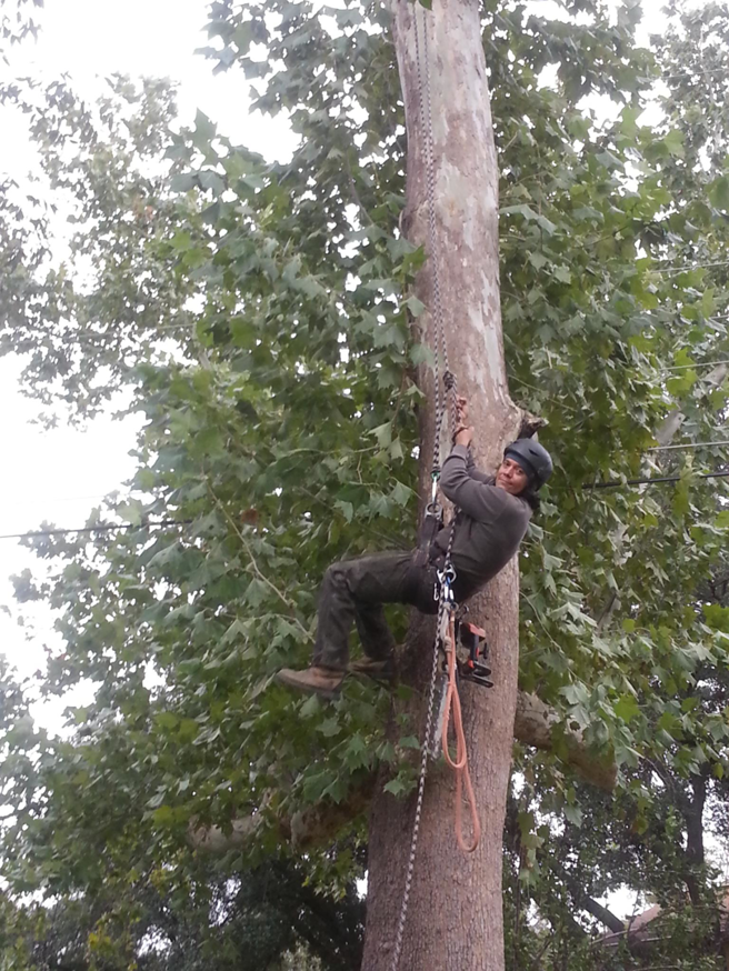 Business queued-photos - Alex’s Tree Sevices