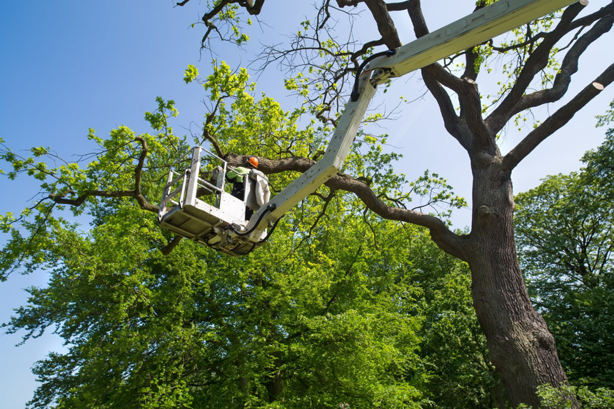 Business queued-photos - JJJ Tree Service
