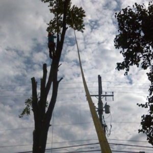 Business queued-photos - J & A Tree service & Landscaping LLC.