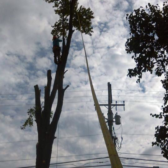 Business queued-photos - J & A Tree service & Landscaping LLC.