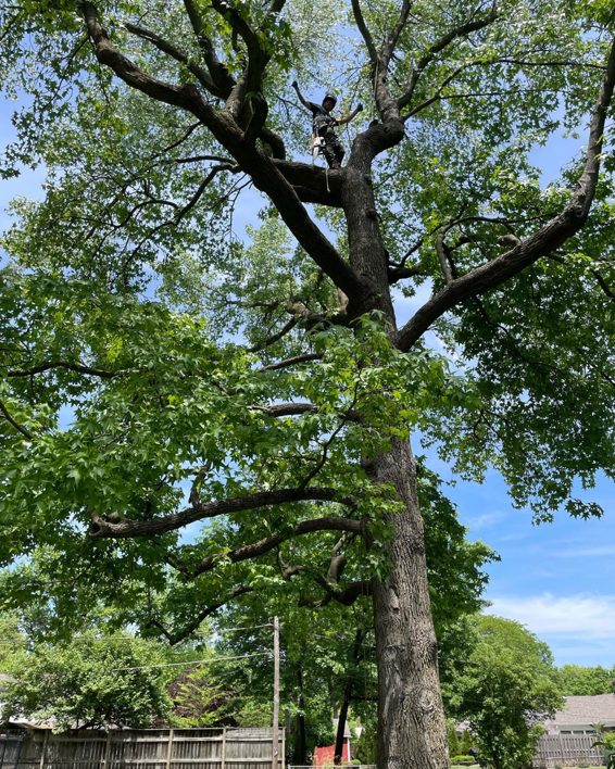 Business queued-photos - Haddock Tree Service