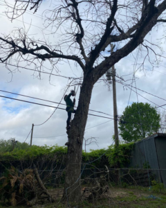 Business queued-photos - Father and Son’s tree specialist