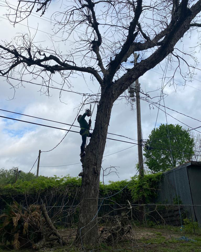 Business queued-photos - Father and Son’s tree specialist
