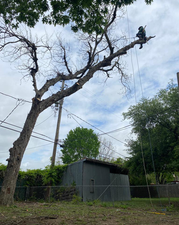 Business queued-photos - Father and Son’s tree specialist