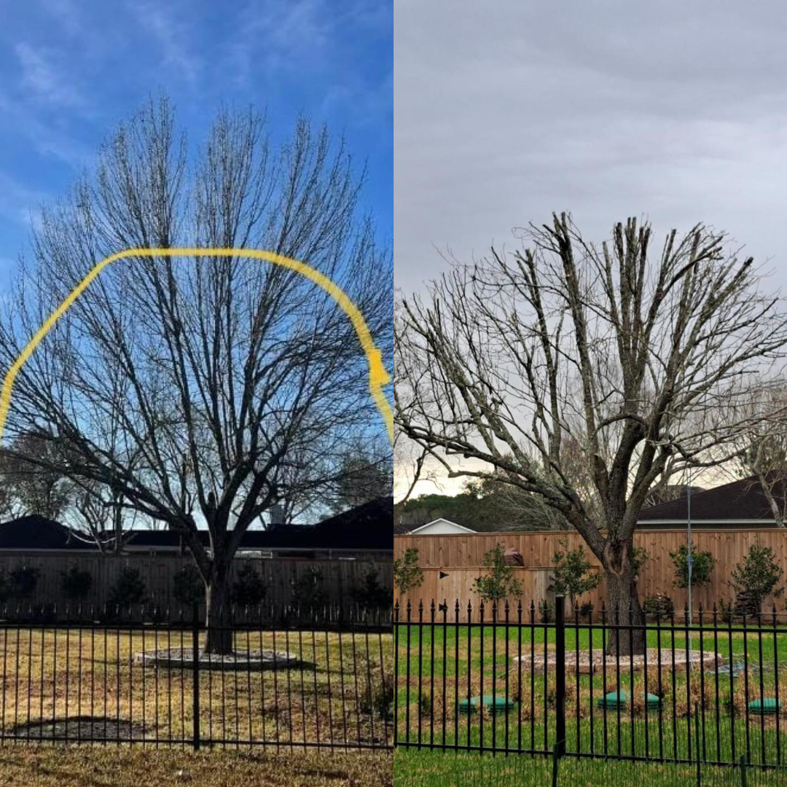 Business queued-photos - Father and Son’s tree specialist