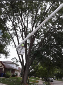 Business queued-photos - T-Bird Tree Service LLC