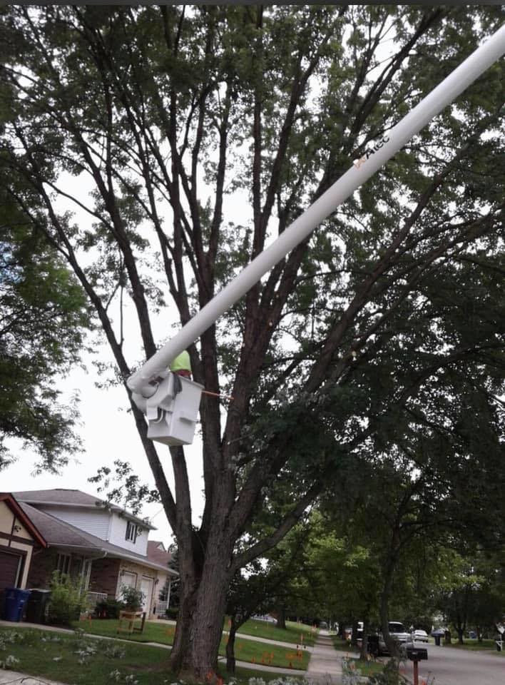 Business queued-photos - T-Bird Tree Service LLC