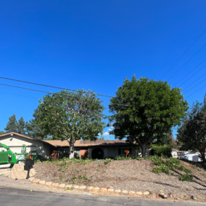 Business queued-photos - Arce’s Tree Service