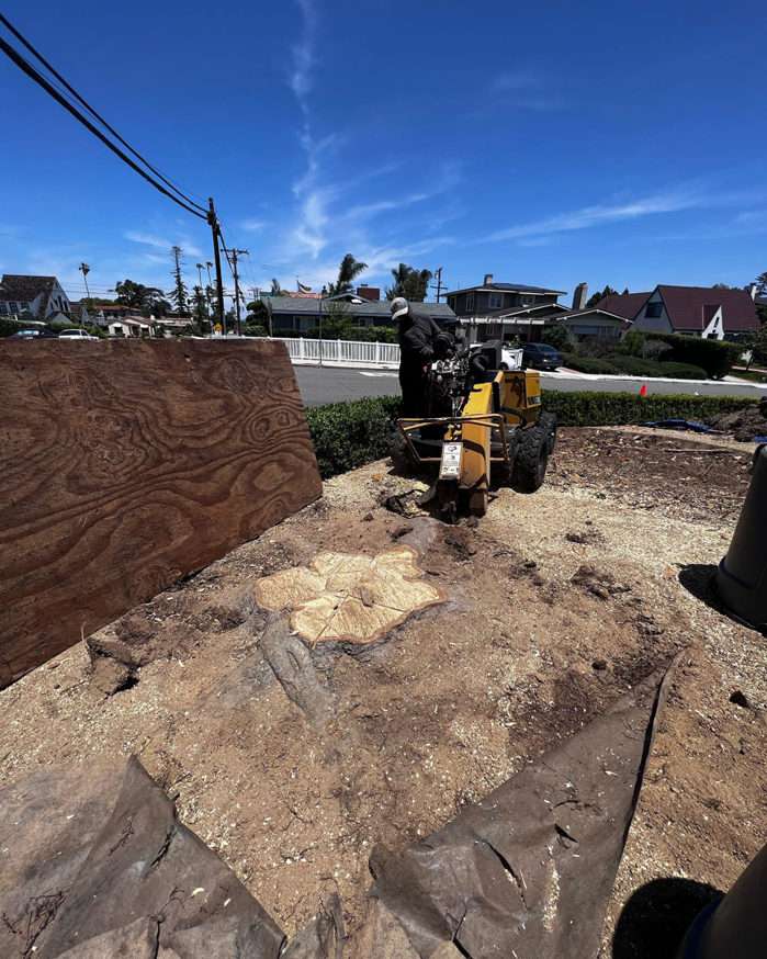 Business queued-photos - Arce’s Tree Service