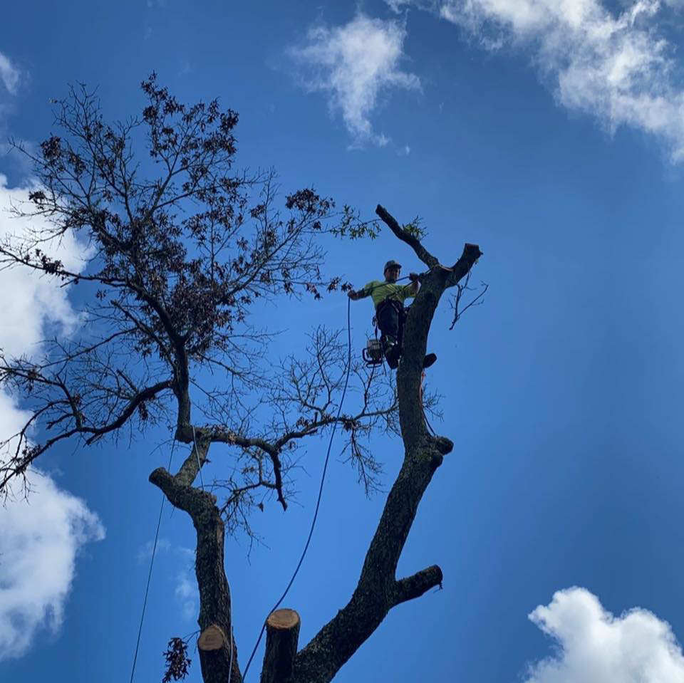 Business queued-photos - Brothers Tree & Land Clearing Services