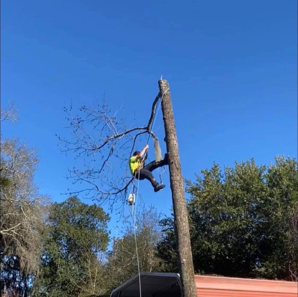 Business queued-photos - Brothers Tree & Land Clearing Services