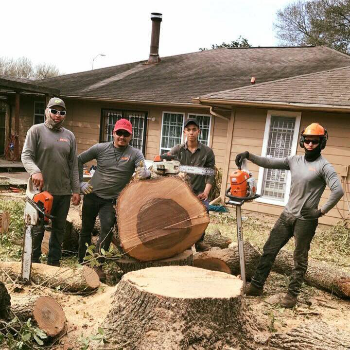 Business queued-photos - Noe Tree Service and Landscaping