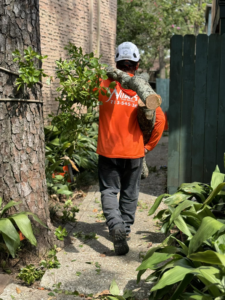 Business queued-photos - Wilber Tree Service