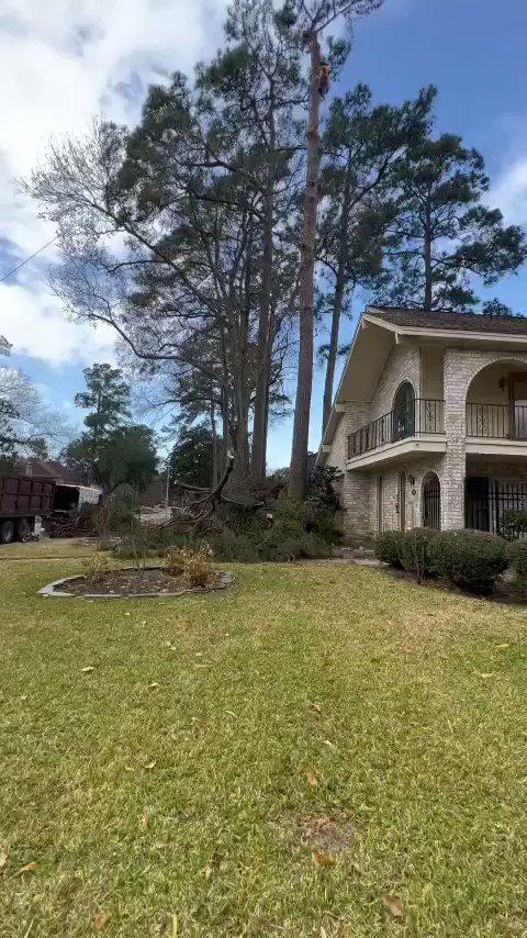 Business queued-photos - Wilber Tree Service