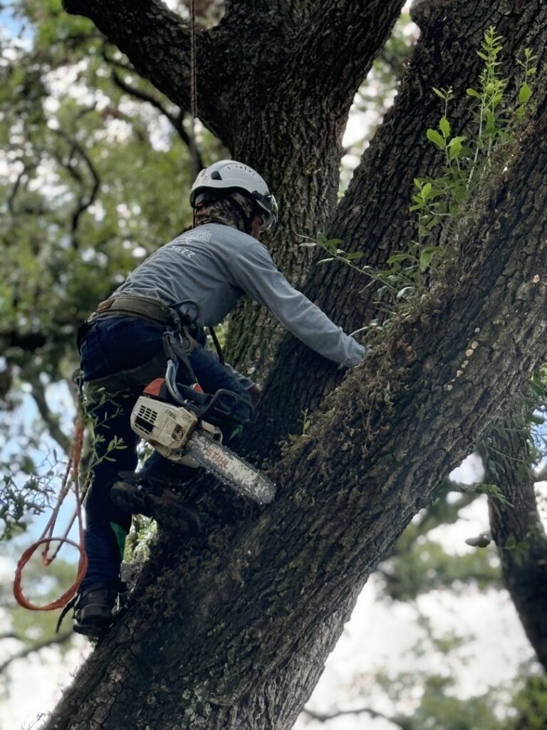 Business queued-photos - Wilber Tree Service