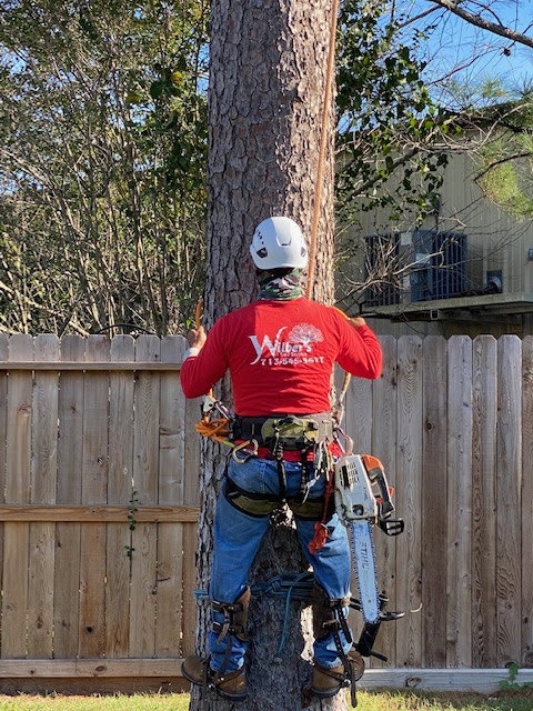 Business queued-photos - Wilber Tree Service