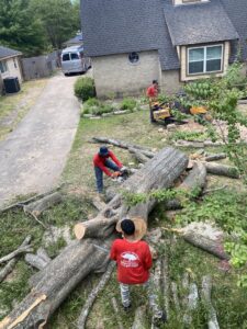 Business queued-photos - Wilber Tree Service