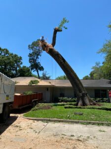 Business queued-photos - Wilber Tree Service