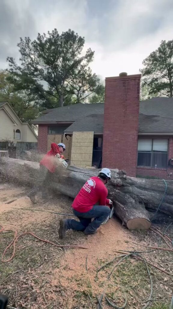 Business queued-photos - Wilber Tree Service