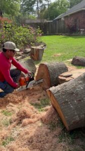 Business queued-photos - Wilber Tree Service