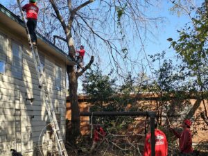 Business queued-photos - Wilber Tree Service