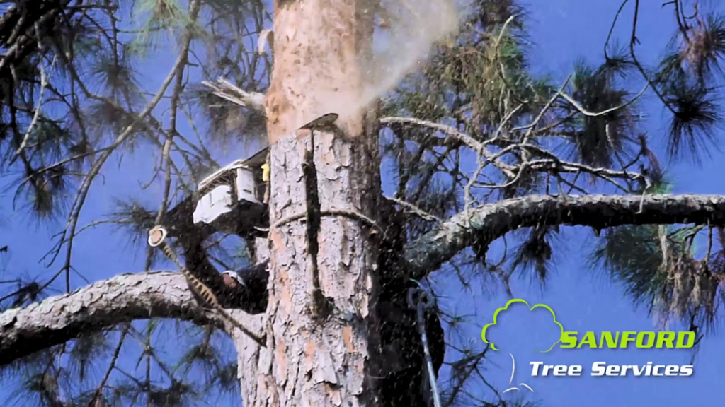 Business queued-photos - Sanford’s Tree Service Inc