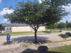 Business queued-photos - Mauricio tree service.