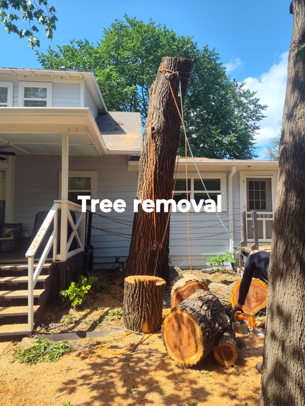 Business queued-photos - Mauricio tree service.