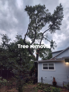 Business queued-photos - Mauricio tree service.
