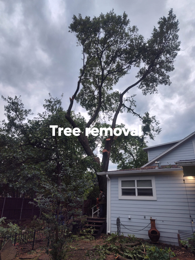 Business queued-photos - Mauricio tree service.