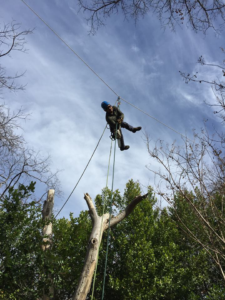 Business queued-photos - JC Tree Service