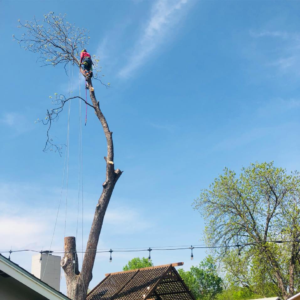 Business queued-photos - Atwood Tree Care