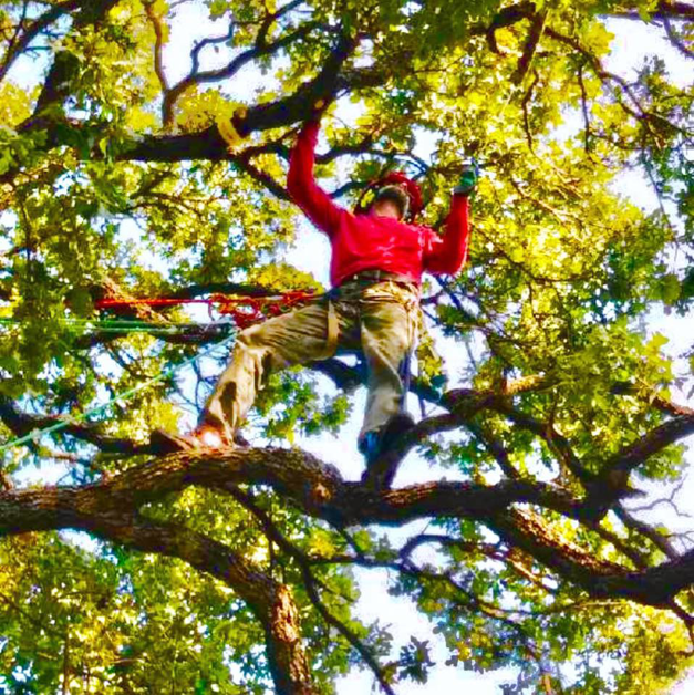 Business queued-photos - Atwood Tree Care