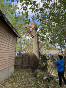 Business queued-photos - Box Tree Care