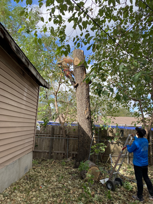 Business queued-photos - Box Tree Care