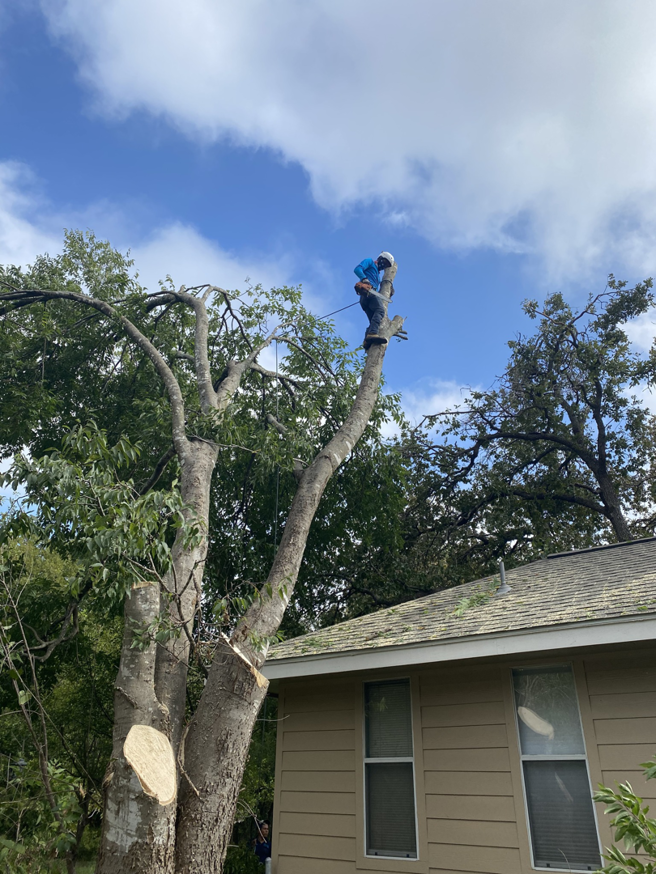 Business queued-photos - Box Tree Care